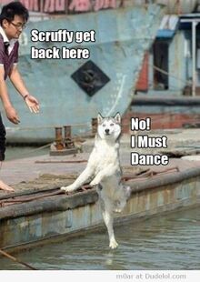 Scruffy-get-back-here-no-i-must-dance.jpg